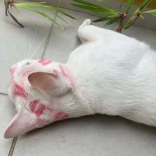 キスマークをたくさんつけて帰宅した白猫