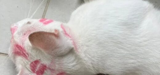 キスマークをたくさんつけて帰宅した白猫