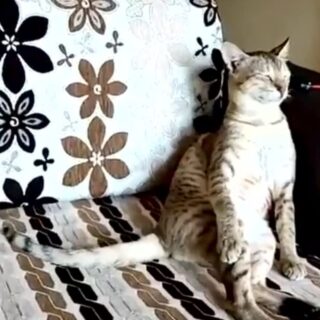 インドの古典音楽を楽しむ猫