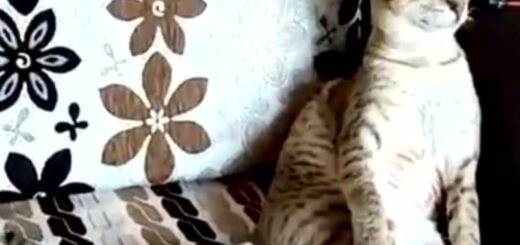 インドの古典音楽を楽しむ猫