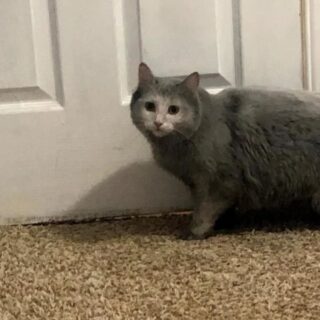 暖炉に潜り込んだ猫