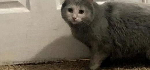 暖炉に潜り込んだ猫