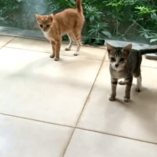 1匹の猫が2匹に増えるキャット・イリュージョン