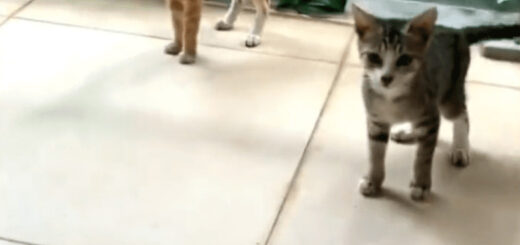 1匹の猫が2匹に増えるキャット・イリュージョン