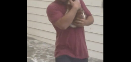 ハリケーン「イアン」がもたらした洪水から猫を救助する男性