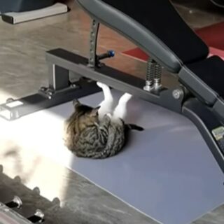 ジムで腹筋に励む猫