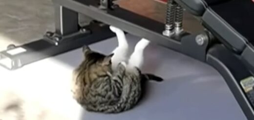 ジムで腹筋に励む猫