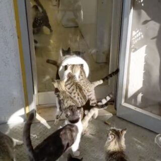 朝ごはんを食べるためにキャットフラップに殺到する猫たち