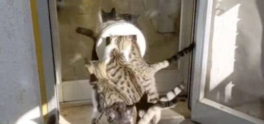 朝ごはんを食べるためにキャットフラップに殺到する猫たち