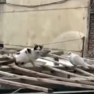 鳩を襲おうとしていた猫