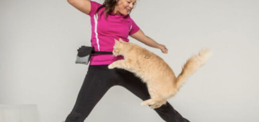 the Guinness Book of World Records for the most skips (jump rope) by a cat in one minute