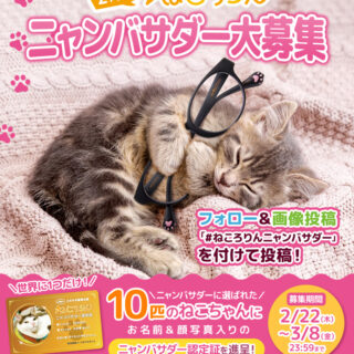 メガネの愛眼 『ねころりんシリーズ』2代目ねころりんニャンバサダー大募集
