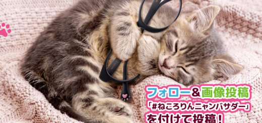 メガネの愛眼 『ねころりんシリーズ』2代目ねころりんニャンバサダー大募集