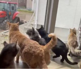 田植えを眺める「猫カフェ 柚の家」の猫たち