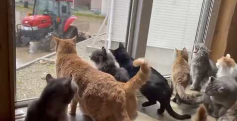 田植えを眺める「猫カフェ 柚の家」の猫たち