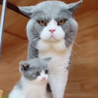 ビッグフェイスパパと彼の子猫ちゃん