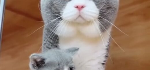 ビッグフェイスパパと彼の子猫ちゃん
