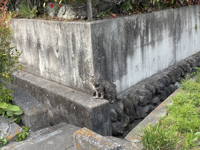 秩父札所9番明智寺から8番最善寺へ行く途中で出会ったお猫さま
