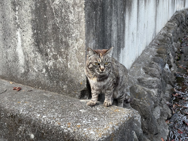 秩父札所9番明智寺から8番最善寺へ行く途中で出会ったお猫さま