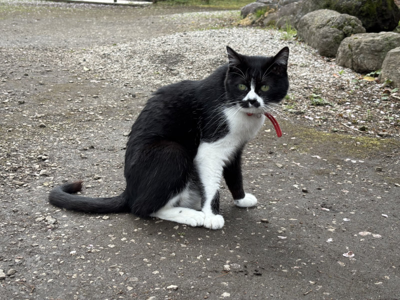 秩父札所29番：笹戸山 長泉院のお猫さま