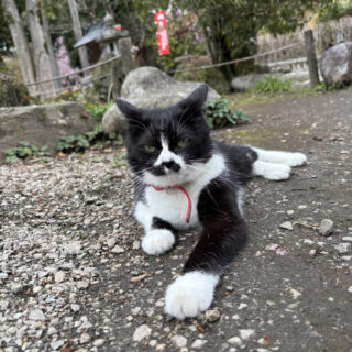 秩父札所29番：笹戸山 長泉院のお猫さま