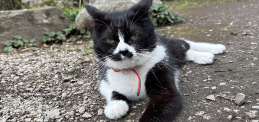 秩父札所29番：笹戸山 長泉院のお猫さま