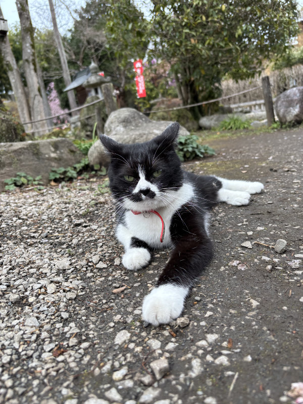 秩父札所29番：笹戸山 長泉院のお猫さま