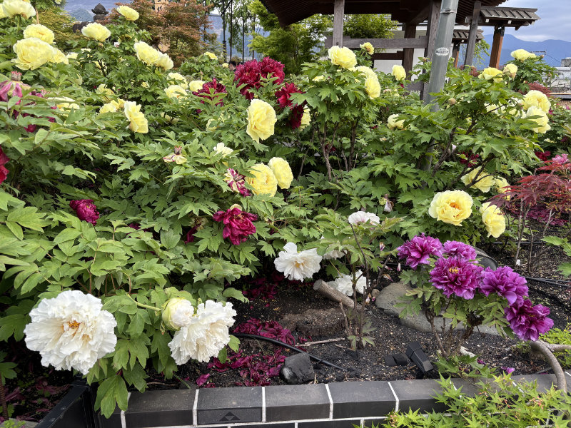 秩父札所15番：母巣山 少林寺