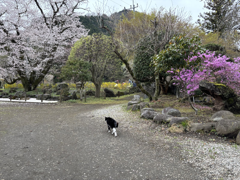 秩父札所29番：笹戸山 長泉院のお猫さま
