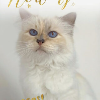 故カール・ラガーフェルド氏の愛猫、シュペットちゃん