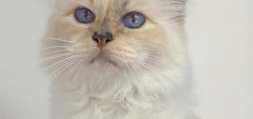 故カール・ラガーフェルド氏の愛猫、シュペットちゃん