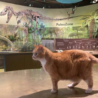デラウェア自然史博物館の人気猫、ドゥード君