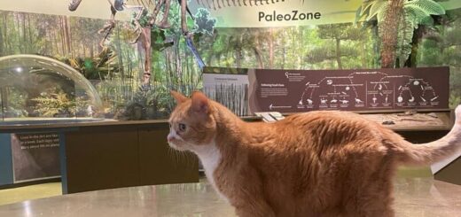 デラウェア自然史博物館の人気猫、ドゥード君