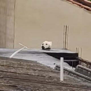 犬の頭のように見える屋根の上の猫