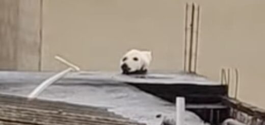 犬の頭のように見える屋根の上の猫