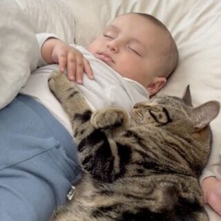 添い寝の達猫、チェイス君