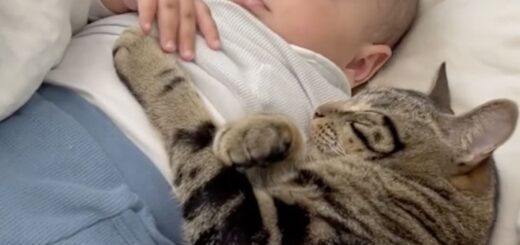 添い寝の達猫、チェイス君