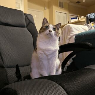 アニメ鑑賞が日課の猫、エラちゃん