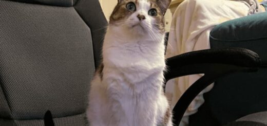 アニメ鑑賞が日課の猫、エラちゃん