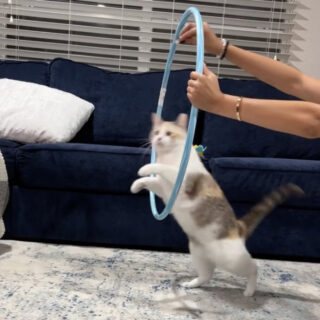 輪くぐり芸を披露するパンコちゃん