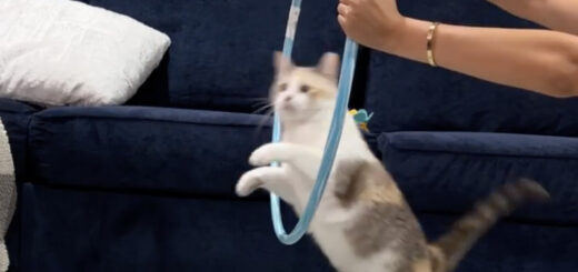 輪くぐり芸を披露するパンコちゃん