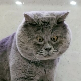 個性的なお顔のにゃんこ、フェジャ君