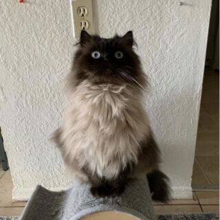 大きな瞳＆もふもふボディが印象的なヌードル君