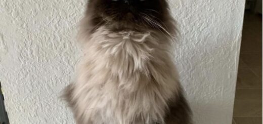 大きな瞳&もふもふボディが印象的なヌードル君