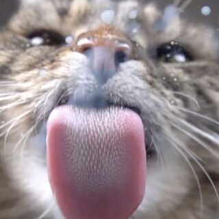 ミルクを舐める猫のASMR動画