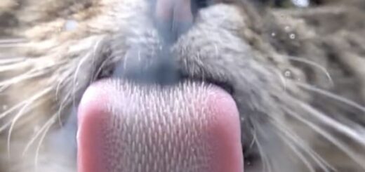 ミルクを舐める猫のASMR動画