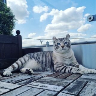 新しい純血種キーツォのゴースト君