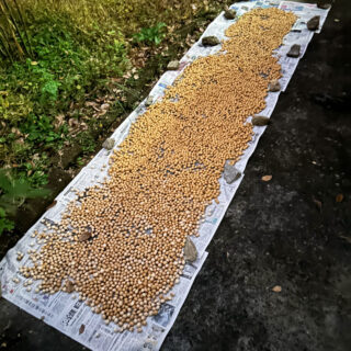 下処理大会を終えたギンナン