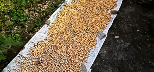 下処理大会を終えたギンナン