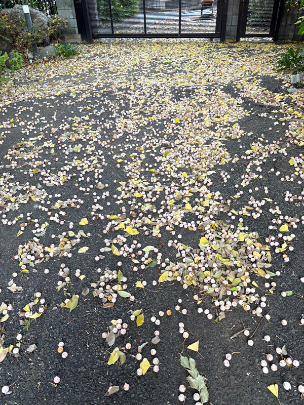 庭に落ちたギンナン
